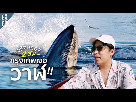 เชื่อหรือไม่ ออกจากฝั่งแค่ 15 นาที เจอวาฬบรูด้า !! ตรงสมุทรสาครเลย thumbnail