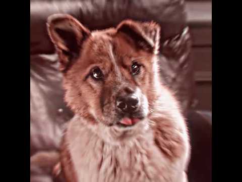 ?? Got a dog to stop thieves—dog got stolen! ?? #everybodyhateschris #funny #fun thumbnail