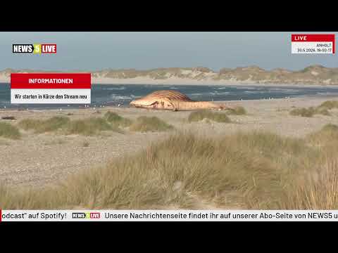 LIVE: Buckelwal Timmy Hope vor Dänemarks Küste thumbnail