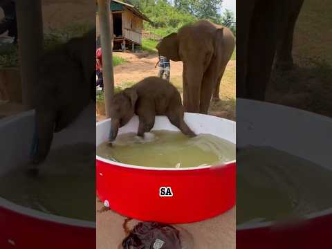 Ces bébés 🐘 ils sont trop fous 😜 #animal #animaux #zoo thumbnail