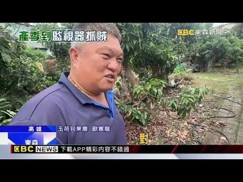 小偷盯上玉荷包 果農睡果園、裝監視器防盜@newsebc thumbnail