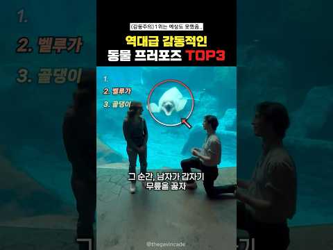 역대급 감동적인 동물프러포즈 Top3#랭킹쇼츠 thumbnail