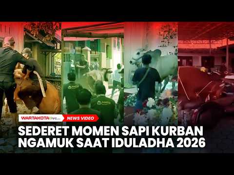 Ini Sederet Momen Sapi Kurban Mengamuk saat Idul Adha 2026 thumbnail