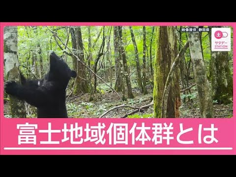 富士山麓でクマ続出“今までにない事態”独自コミュニティ形成「富士地域個体群」とは【サタデーステーション】(2026年5月30日) thumbnail