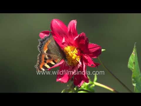 Indian Tortoiseshell butterflies nectaring on a wild Dahlias thumbnail