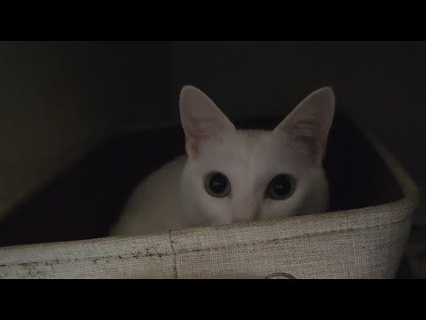 ある家族と、白い迷い猫。 がライブ配信中！ thumbnail