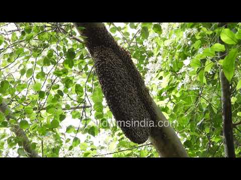 Giant Honey Bee colony and hive structure in Wilderness Orchard thumbnail