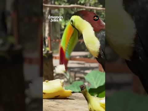 Un jaguar borgne et des toucans, réunis dans un sanctuaire pour animaux à sauver. thumbnail