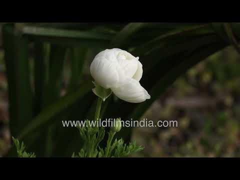 White Ranunculus flower displays perfect symmetry and layered petal beauty thumbnail