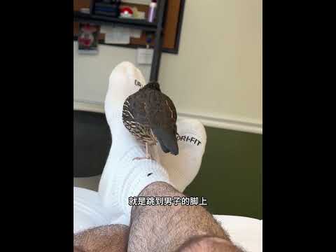 国外男子意外救助了一只坤仔，没想到竟让自己赚的盆满钵满！ #animals #动物救助 #动物救助 #科普 #寵物友善日常 #寵物友善日常 #感人壹幕 #pets #主人 #搞笑 #cute thumbnail