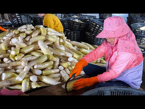 Traditional Preserve Radish in Taiwan - Dried Radish Mass Production 傳統蘿蔔乾(菜脯)製作, 台灣菜脯大量生產 thumbnail