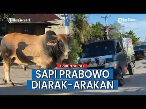 Sapi Bantuan Kemasyarakatan Prabowo di Arak Menuju Tempat Penyembelihan di Pasar Lawawoi thumbnail