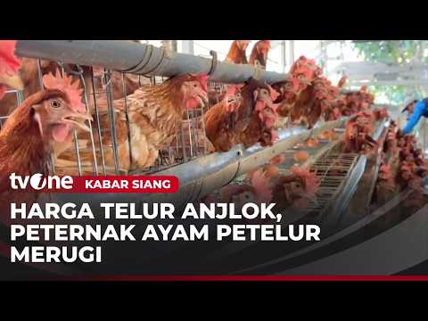 Peternak Merugi, Harga Telur Anjlok | Kabar Siang thumbnail