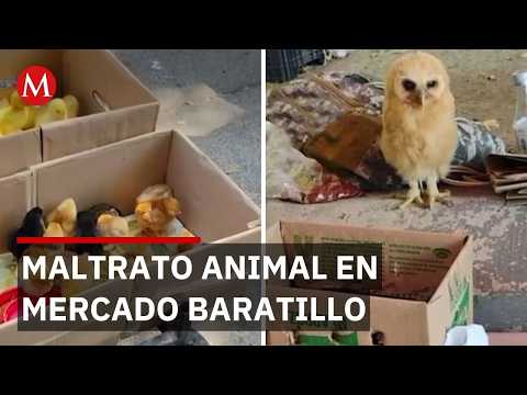Maltrato animal en el mercado Baratillo: Aseguran más de 300 especies en Jalisco thumbnail