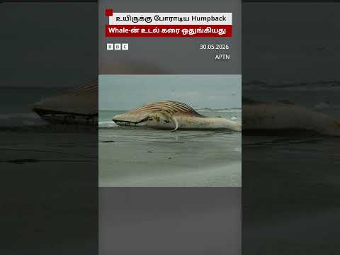 உயிருக்கு போராடிய Humpback திமிங்கலத்தின் உடல் கரை ஒதுங்கியது thumbnail