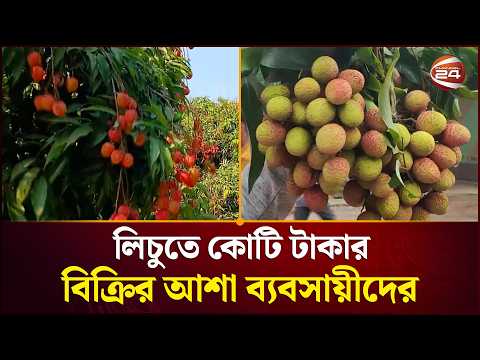 লিচুতে কোটি টাকার বিক্রির আশা ব্যবসায়ীদের । Litchi Season | Agro | Channel 24 thumbnail
