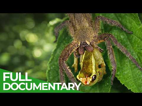 One Drop to Kill: Nature's Deadliest Poisons | Free Documentary Nature thumbnail