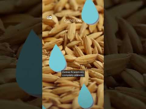 Plantas podem 'escutar' a chuva? thumbnail