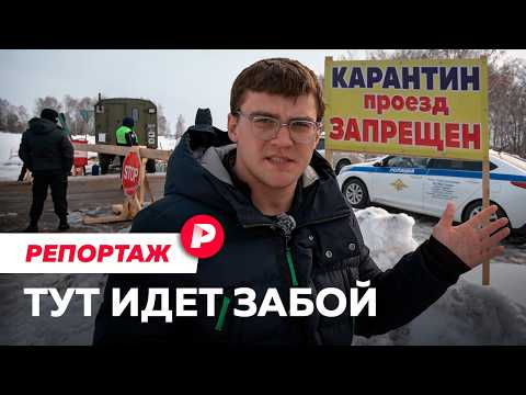 Репортаж из Новосибирской области, где уничтожают скот thumbnail