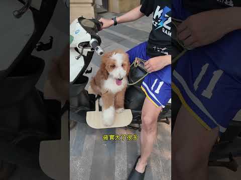 養了一個月都学不会 用了道具之後...會了！！但是有安全隱患啊 - 電動車踏板延伸器 thumbnail