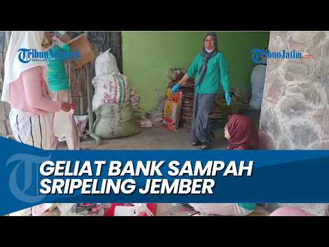 UBAH SAMPAH JADI EMAS, Melihat Geliat Bank Sampah Sripeling Jember thumbnail