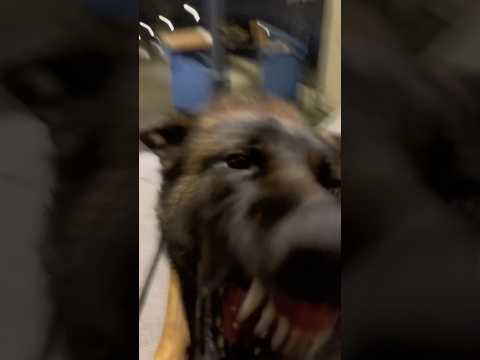 ✨ADÈS✨ #malinois #ades #drole #core thumbnail