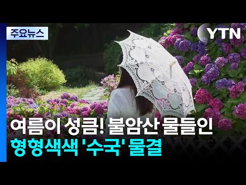 여름이 성큼!...불암산 물들인 형형색색 '수국' 물결 / YTN thumbnail