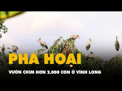 Vườn chim hơn 2.000 con ở Vĩnh Long phản ánh bị phá hoại, tỉnh yêu cầu rà soát thumbnail