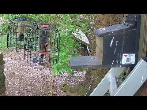 More Live Nature Live Stream thumbnail
