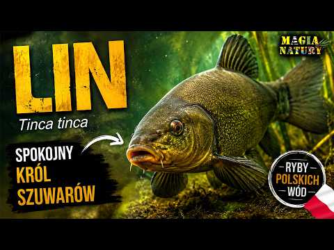 Ryba Mułu i Szlamu - LIN - Złoto Polskich Stawów thumbnail