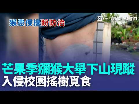 2惡霸猴王咬傷腿居民濺血 侵門踏戶露齒示威 芒果季獼猴大舉下山現蹤 入侵校園搖樹覓食｜三立新聞LIVE thumbnail