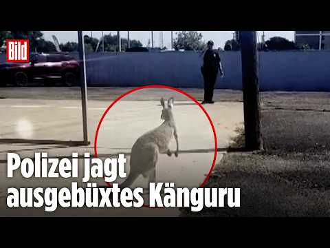 TEXAS: Ausgebüxtes Känguru „Bingus“ löst Polizeieinsatz aus thumbnail