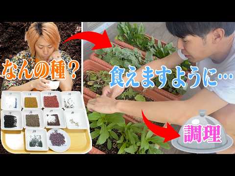 『種だけ』を見て美味しい野菜を選び、育て、調理しろ！種王！！！【遭難回避王でもある】 thumbnail