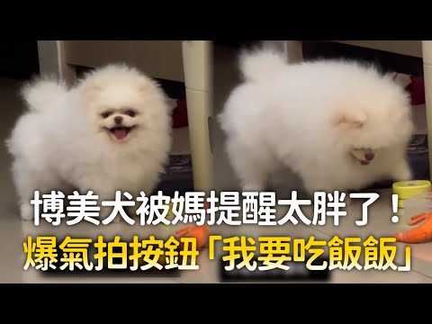 博美犬被媽提醒太胖了！　爆氣拍按鈕「我要吃飯飯」｜#寵物雲 thumbnail