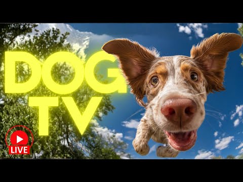 24/7 LIVESTREAM for DOGS 🔴 Enrichment Videos for All Breeds 🐶 thumbnail