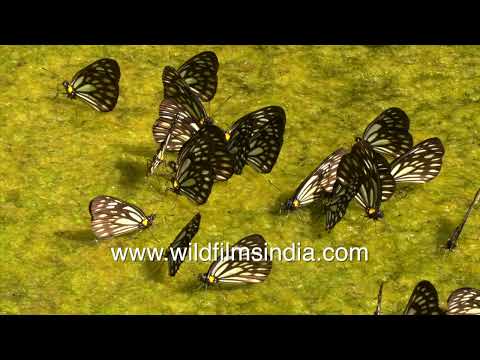 Great Blackvein butterflies gather on wet ground to absorb essential minerals: Mud-puddling titlis thumbnail