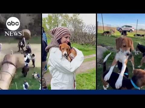 Inside the decade-long fight to free thousands of dogs from testing site thumbnail