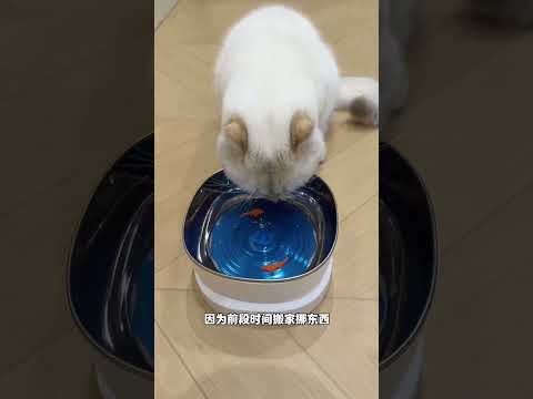 【牛奶是只猫】这小舌头也太快了，根本截不到呀！ thumbnail