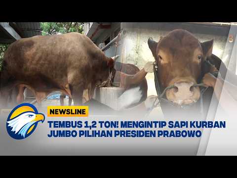 Newsline Spotlight - Melihat Besarnya Sapi-Sapi Jumbo Pilihan Presiden Prabowo thumbnail