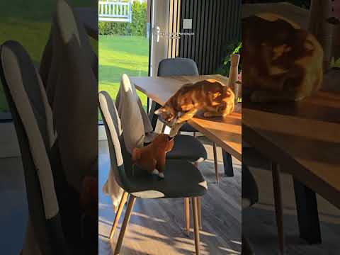 Loki wartet auf Masters Socken  #katzen thumbnail