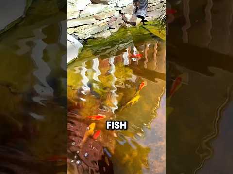 Her Koi Were Dying One by One and Nobody Knew Why thumbnail