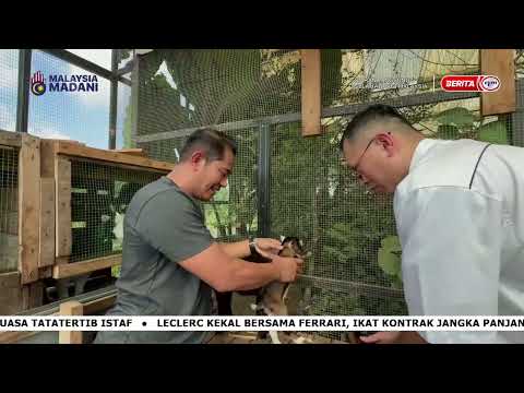 4 JUN 2026 - SPM- KAMBING PIGMY thumbnail