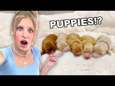 Our dog is having PUPPIES! *EMOTIONAL* thumbnail