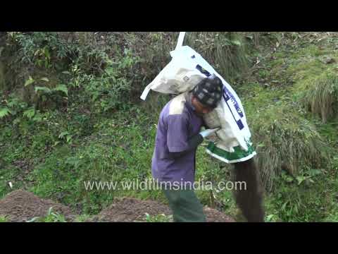 Fruit tree plantation drive on terraced slopes in Motidhar Uttarakhand thumbnail
