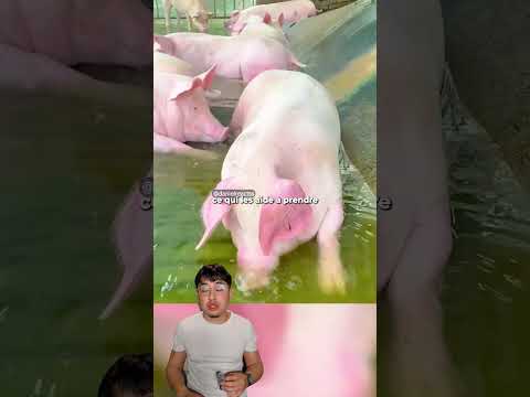 Le bassin magique du fermier thumbnail