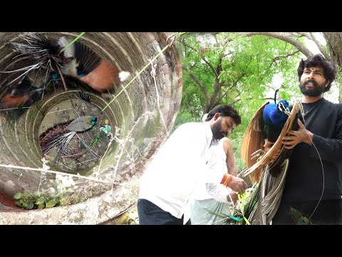 भारत का राष्ट्रीय पंक्षी कुएँ में पहली बार गिरा, फिर कैसे रेस्क्यू किया गया! Animal Rescue operation thumbnail