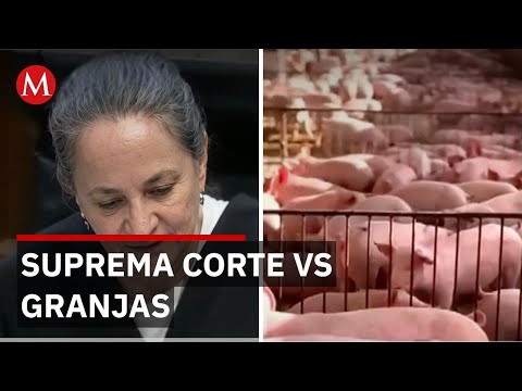 Suprema Corte reconoce derechos mayas pero granjas porcícolas siguen operando sin consulta previa thumbnail