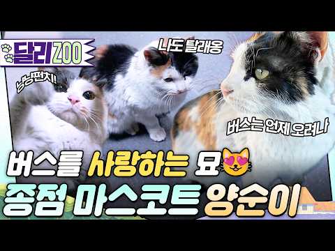 [🐕#달리ZOO] 537번 버스기사님만 보면 달려가 안기는 고양이😻 왼쪽 다리에 얽힌 특별한 사연은?🥲 #TV동물농장 #달리 #DALI thumbnail