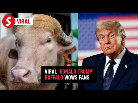 Bangladesh’s rare ‘Donald Trump’ buffalo becomes Eid sensation thumbnail