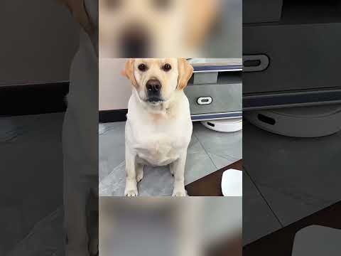 🐶💔 لونا الكلبة الوفية التي ظلمها الجميع 😢 thumbnail